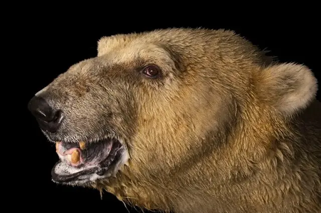 Profil hlavy ledního medvěda s otevřenou tlamou na černém pozadí.