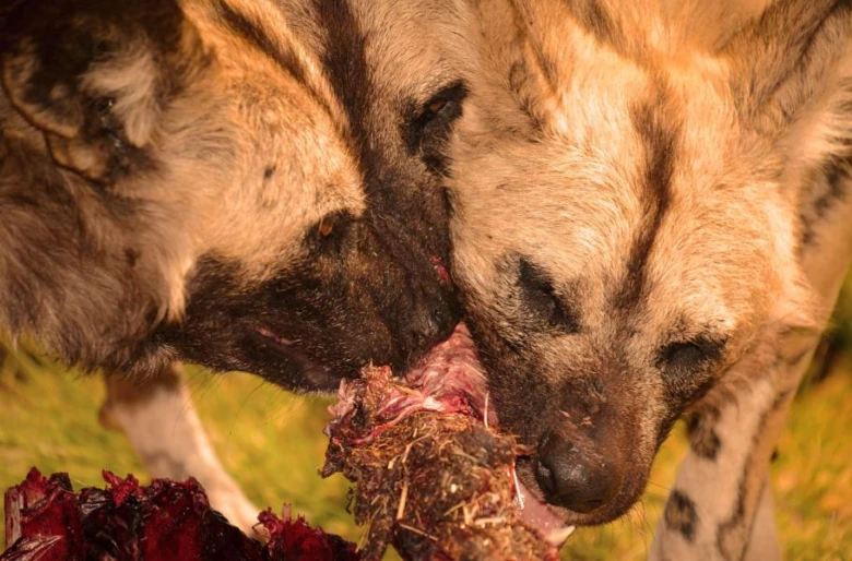 Dva africké vlkodaví psi se krmí z mrtvého zvířete.