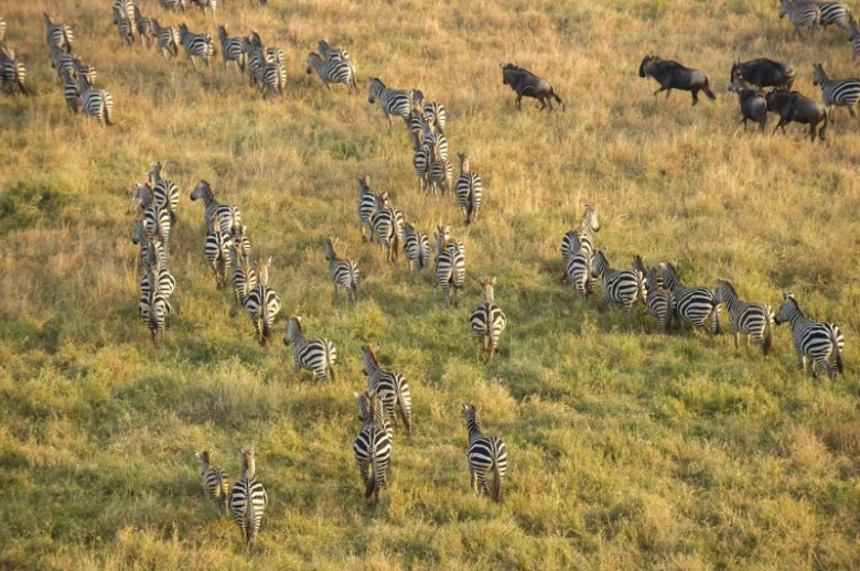 Stáda žiraf a divokých koní v národním parku Serengeti.