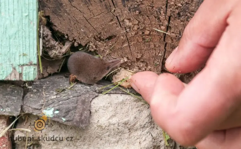 Mládě rejseka u vstupu do hnízda s lidskou rukou.