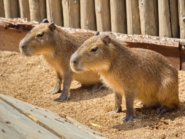 Two capybaras standing on dirt
