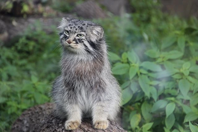 Manul kočka divoká sedící na skále v přírodě.