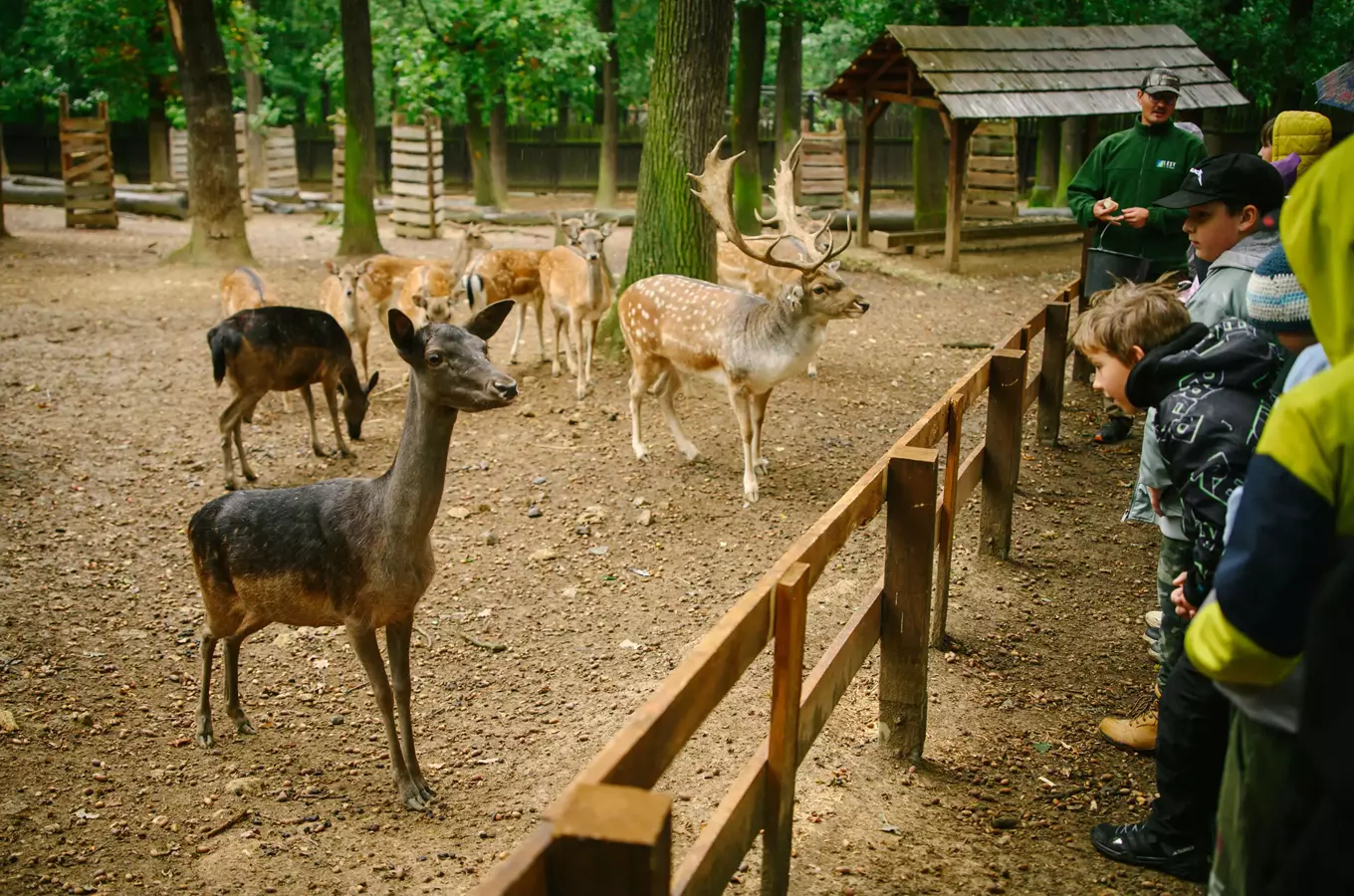 Jeleni v ohradě pozorují děti u plotu.