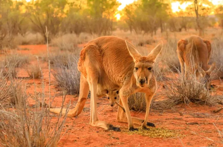 Red kangaroo with joey
