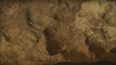 Fosilie trilobita v hornině s viditelnými segmenty a hlavou.