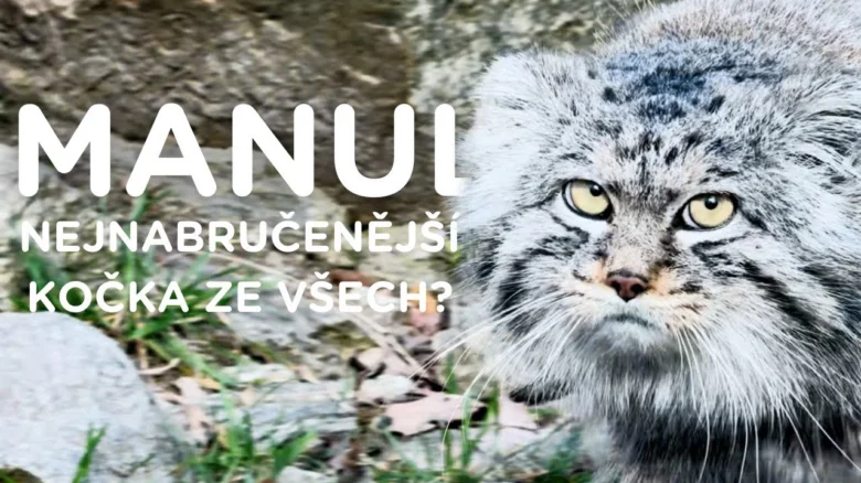 Portrétní fotografie divoké kočky manula v přírodě.