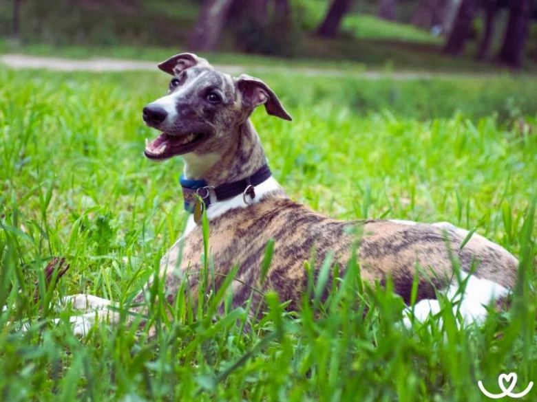 Brindle-whippet leží v trávě s otevřenou tlamou.