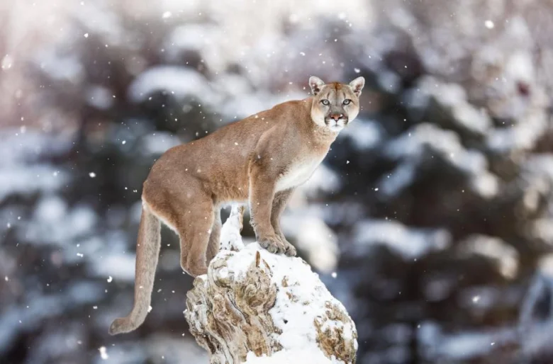 Americká puma stojí na sněhem pokrytém skále v zimním lese.
