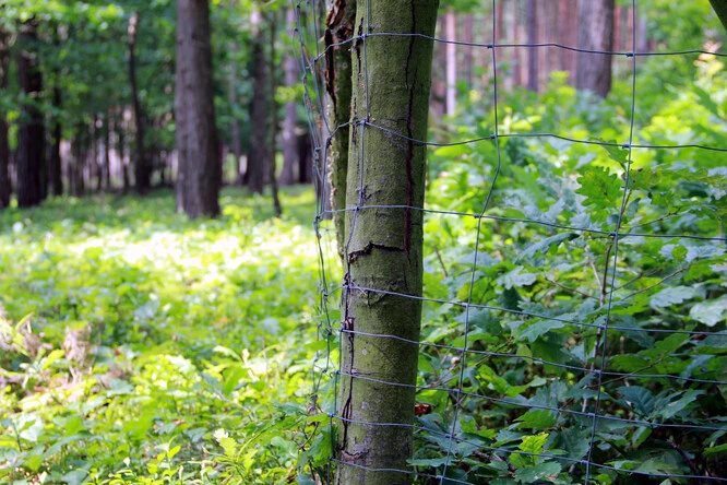 Lesní cesta s plotem a stromy v pozadí