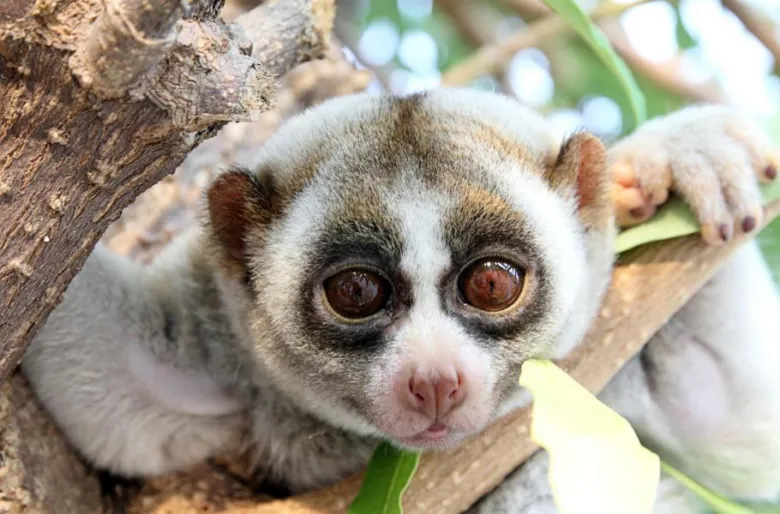 Pomalý loris sedící na větví s velkýma očima.