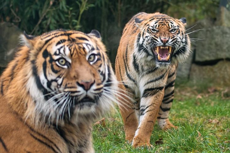 Dva tygři v zoo na trávníku - jeden řve.