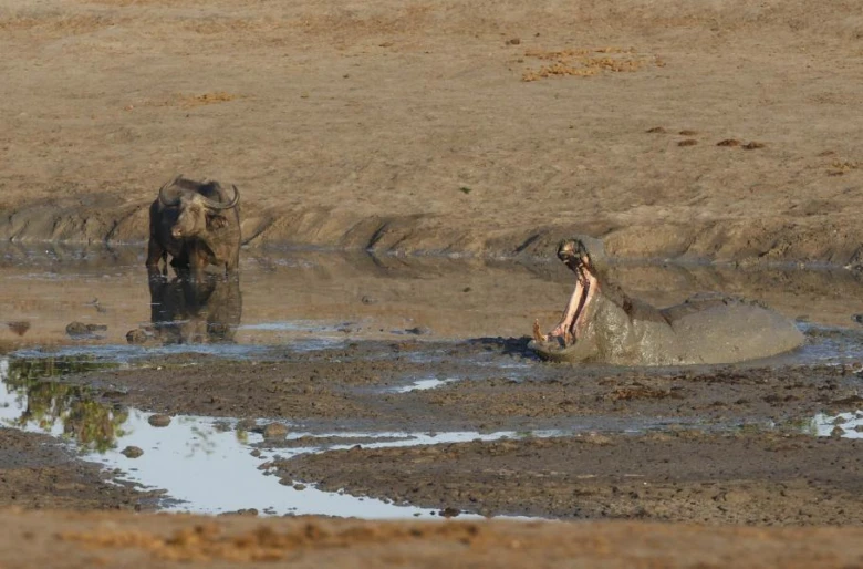 Hippopotam s otevřenou tlamou u vodní nádrže v Serengeti