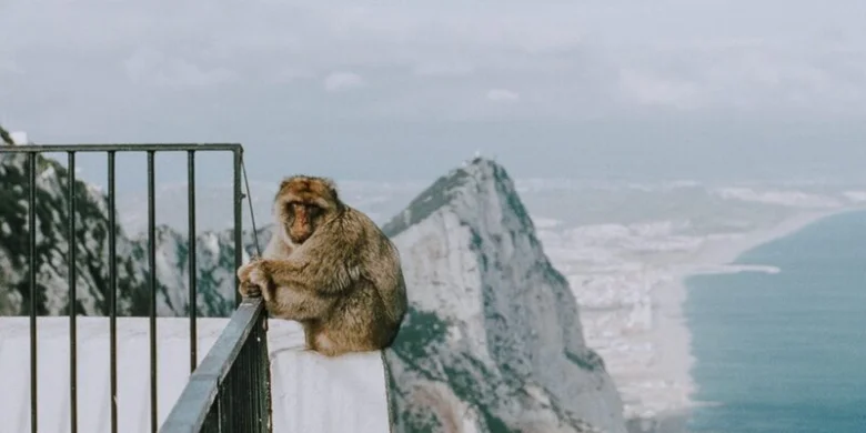 Barbarská opice sedí na zábradlí s výhledem do Gibraltaru.