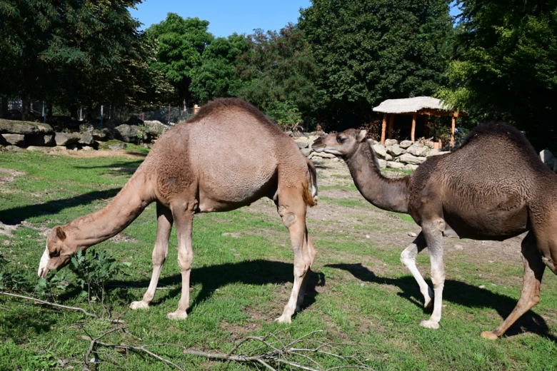 Dva jednohrbí velbloudi pasou na trávníku v zoo.