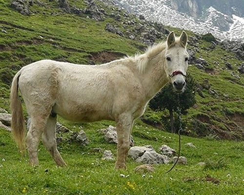 Bílý kůň stojí na zelené louce s horami v pozadí.