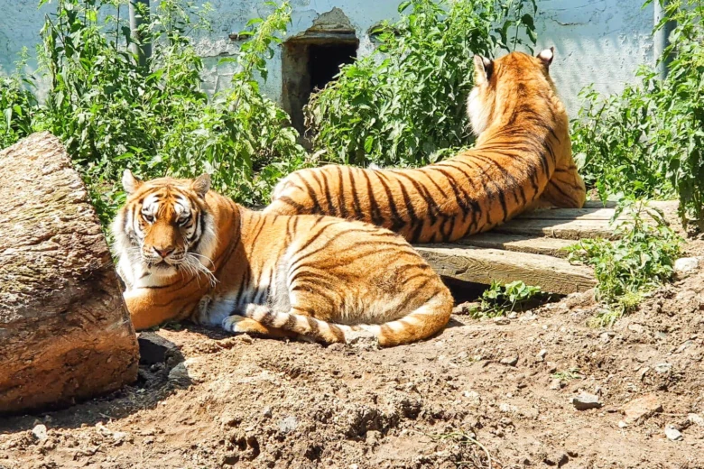 Dva tygři odpočívají v areálu zoologické zahrady.