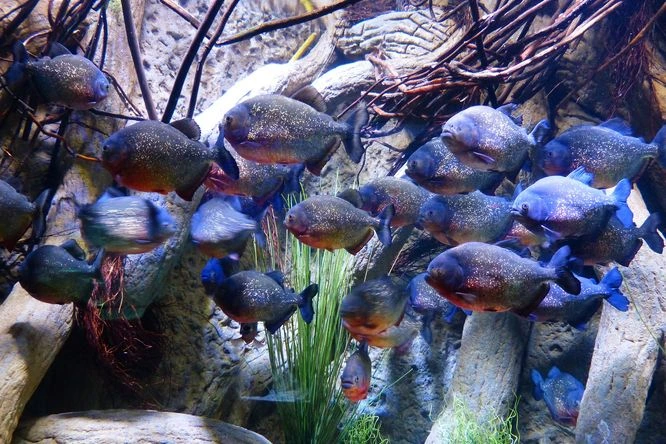Skupina piraňí plave v akváriu mezi kořeny a kameny.