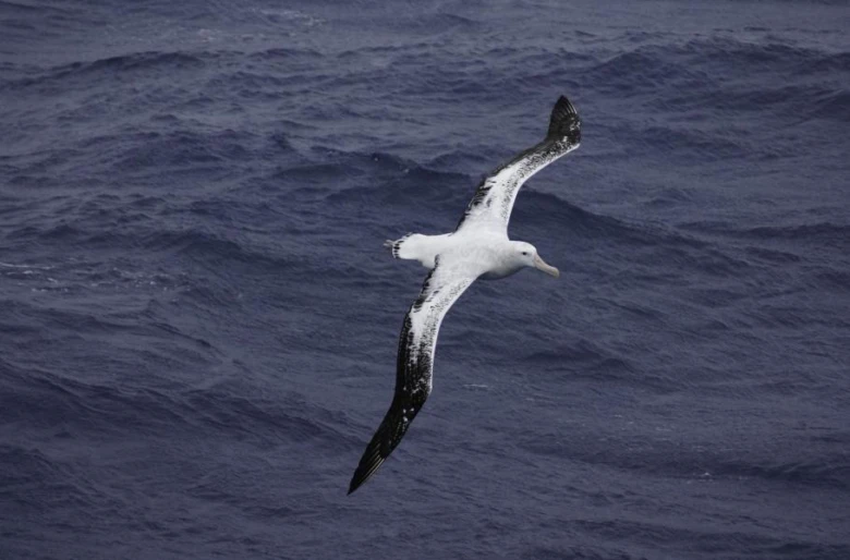Velký albatros letí nad tmavě modrým oceánem.