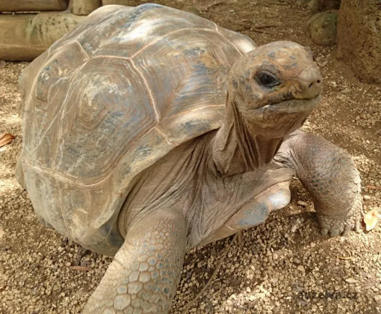 Velká africká sloní želva na písečné zemi.