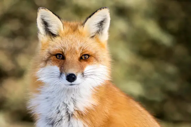 Red fox cub