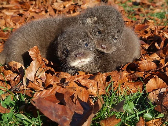 Two river otters in leaves