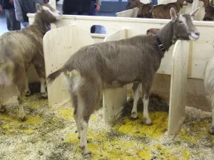 Skupina mladičích koz v dřevěném výběhu s slámou.