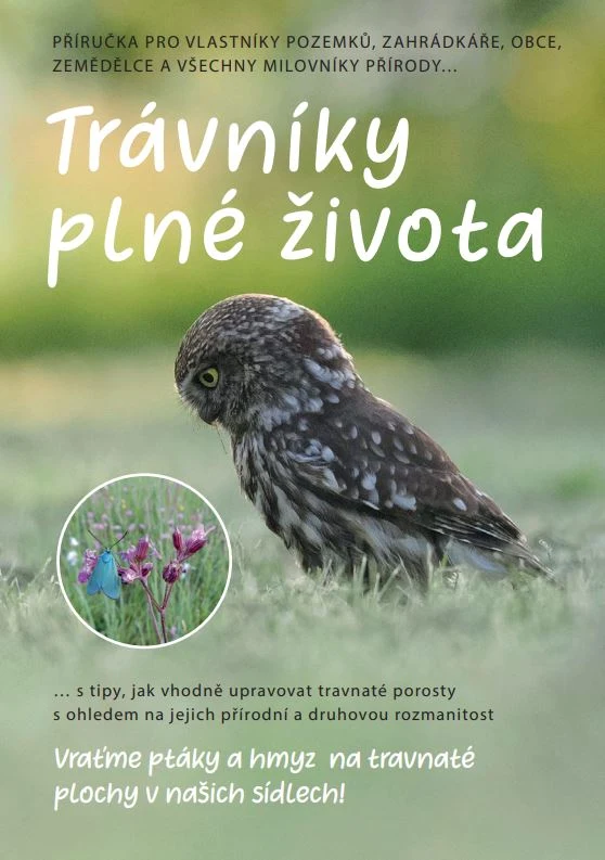 Malý sýček na trávníku mezi květinami v přírodě.