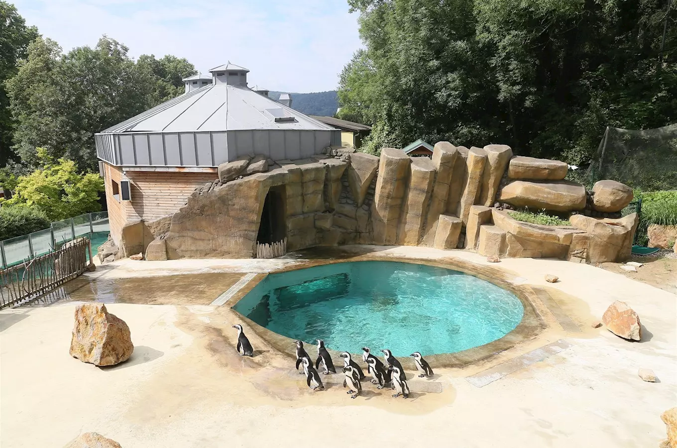 Skupina tučňáků v umělém výběhu s bazénem ve zoologické zahradě.