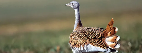 Velký bustard stojí na travnatém terénu s rozkrojeným ocasem.