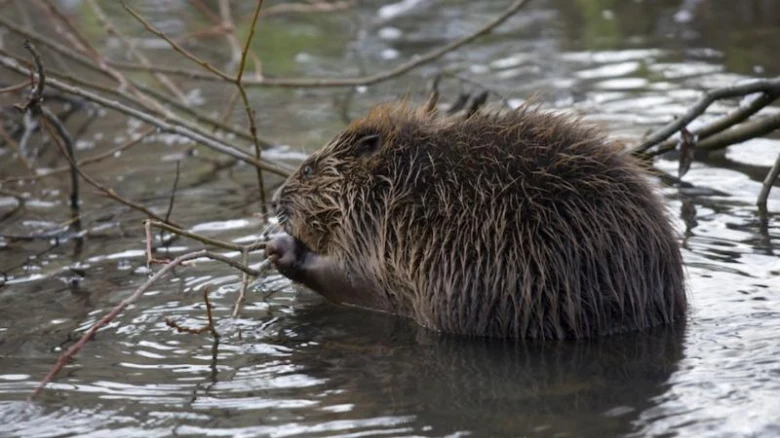 Bobr obecný v vodě žvýká větev ve svém přirozeném prostředí.