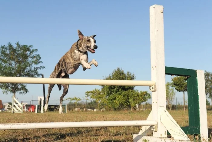 Whippet skáče přes překážku venku na travnatém poli.