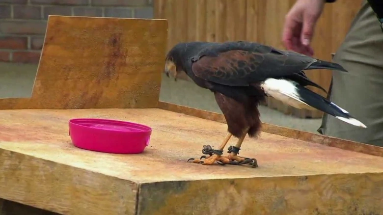 Hawk on wooden platform