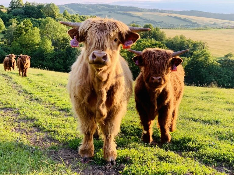 Dva skotové highland stojí na trávníku s dalšími dvěma v pozadí.