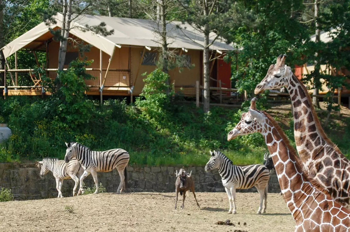 Glampy s zvířaty v zoo Dvůr Králové