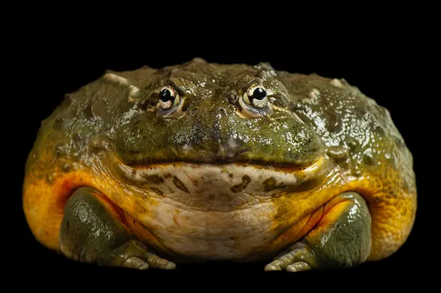 Velká žába s kulatou hlavou na černém pozadí.