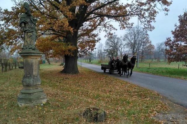 Horse-drawn carriage on road