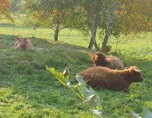 Skupina skotů highland odpočívá na trávnaté svah.