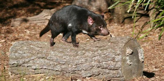 Tasmánský čert kráčející po kmeni stromu v přírodě