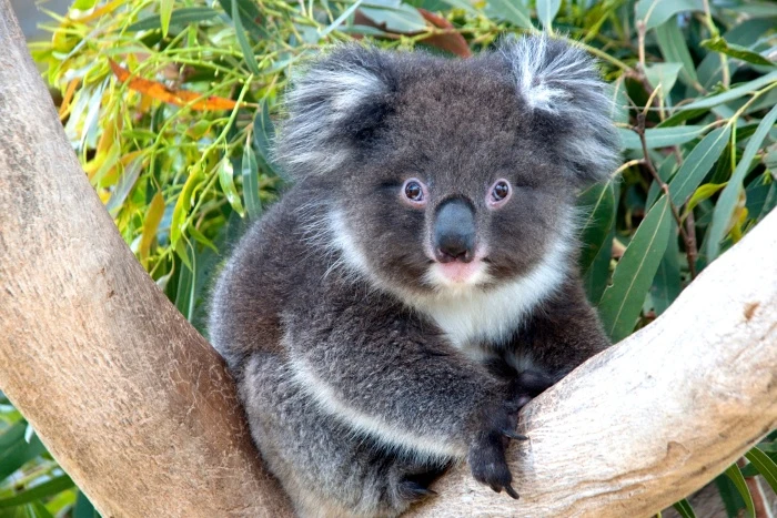 Koala sedící na větvě eukalyptu v přírodě.