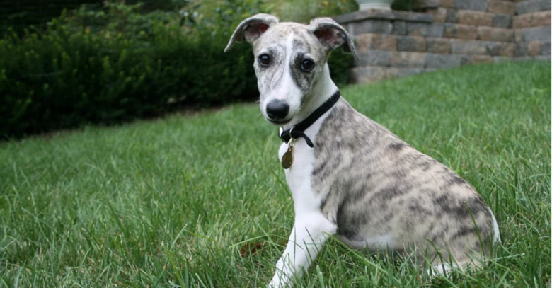 Brindle pes whippet sedí na trávníku v zahradě.