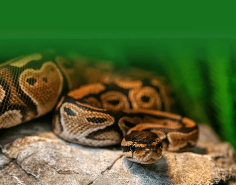 Krajta královská (Ball Python) zavinutá na kamenu v terárii.