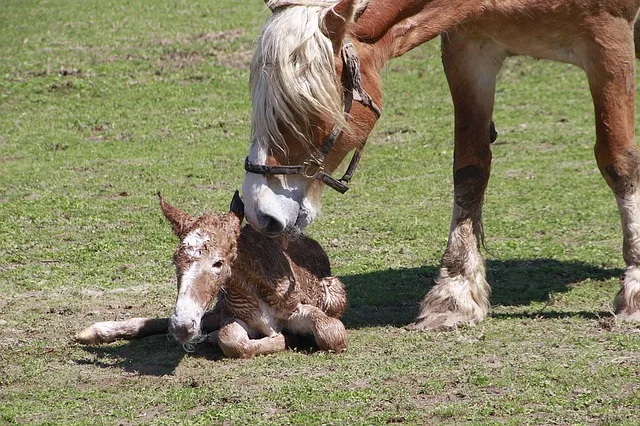Kůň a hříbě v trávě, matka líbá mládě.