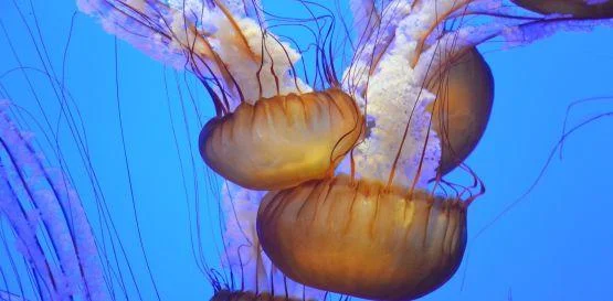 Jellyfish in aquarium