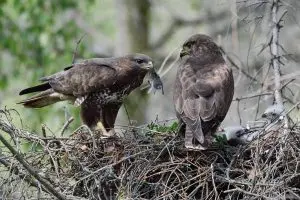 Dvě káně lesní sedící v hnízdě s kořistí.
