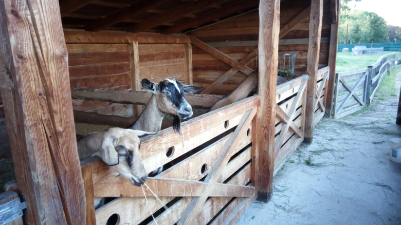 Dva kozy v dřevěném výběhu na farmě.