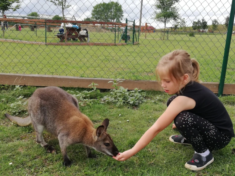 Dívka krmit klokana bennettova na trávníku u plotu.