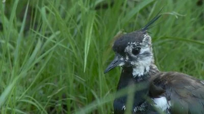 Bird in grass