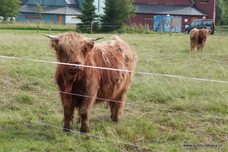 Skot highland stojí za plotem na trávníku s dalšími skoty v pozadí.