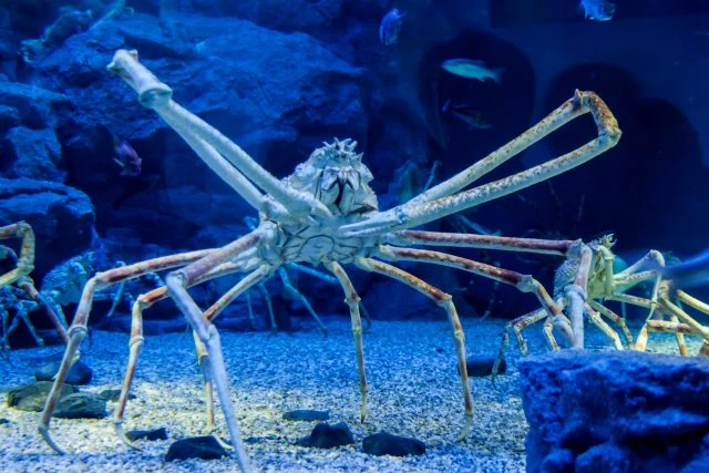 Velký japonský pavoučí rak v akváriu s menšími rybami.