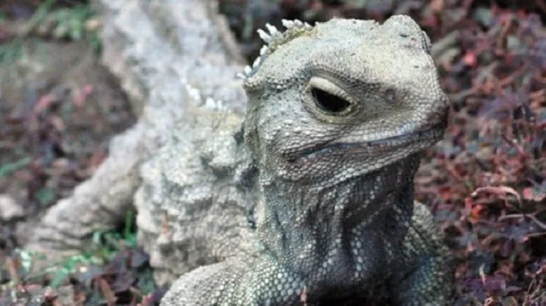 Starobylý ještěrka Tuatara z Nového Zélandu
